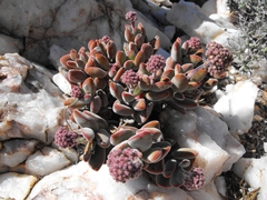Crassula sericea