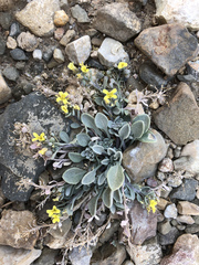 Physaria kingii