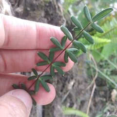 Pellaea ternifolia