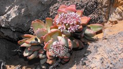 Crassula sladenii
