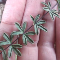 Pellaea ternifolia