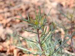 Senecio subulatus