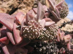 Crassula sladenii