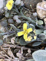 Physaria kingii