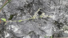 Iresine celosia