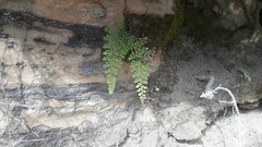 Adiantum concinnum