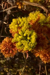 Eriogonum ternatum