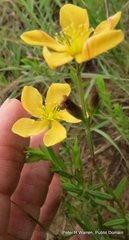Hypericum lalandii
