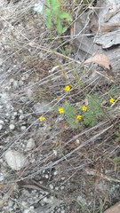 Tagetes subulata