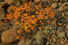 Eriogonum ternatum