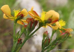 Hypericum lalandii