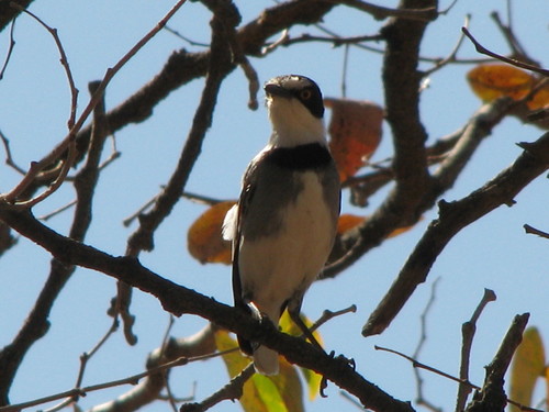 Lanioturdus torquatus