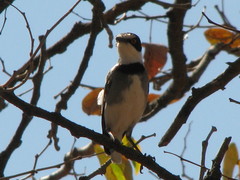 Lanioturdus torquatus