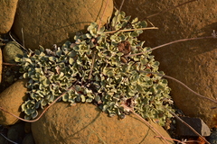 Eriogonum ternatum