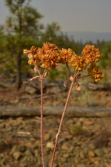 Eriogonum ternatum