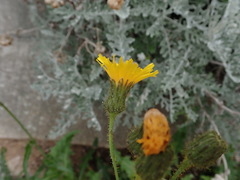 Sonchus arvensis