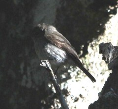 Muscicapa adusta adusta