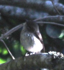 Muscicapa adusta adusta