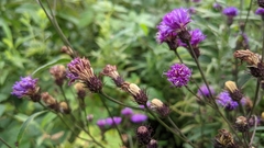Vernonia glauca