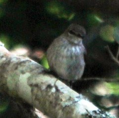 Muscicapa adusta adusta
