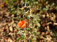 Sphaeralcea miniata