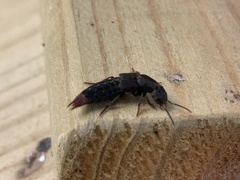 Platydracus mysticus
