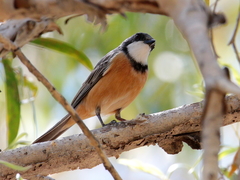 Rufous Whistler photo 4