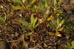 Eriogonum pendulum