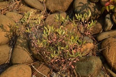 Eriogonum pendulum