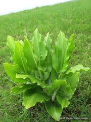 Scadoxus multiflorus multiflorus