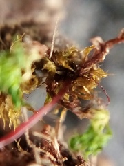 Rosulabryum subtomentosum