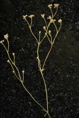 Eriogonum pendulum