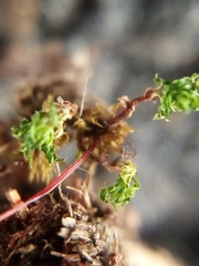 Rosulabryum subtomentosum