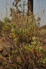 Eriogonum pendulum