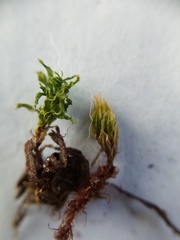 Rosulabryum subtomentosum