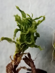 Rosulabryum subtomentosum