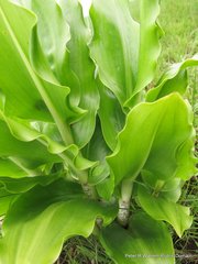 Scadoxus multiflorus multiflorus