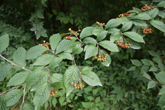 Cotoneaster bullatus