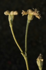 Eriogonum pendulum