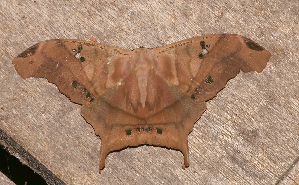 Titaea tamerlan