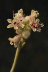 Eriogonum pendulum