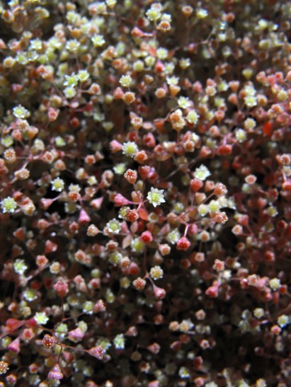 Crassula tenuipedicellata