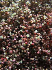 Crassula tenuipedicellata