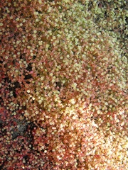 Crassula tenuipedicellata