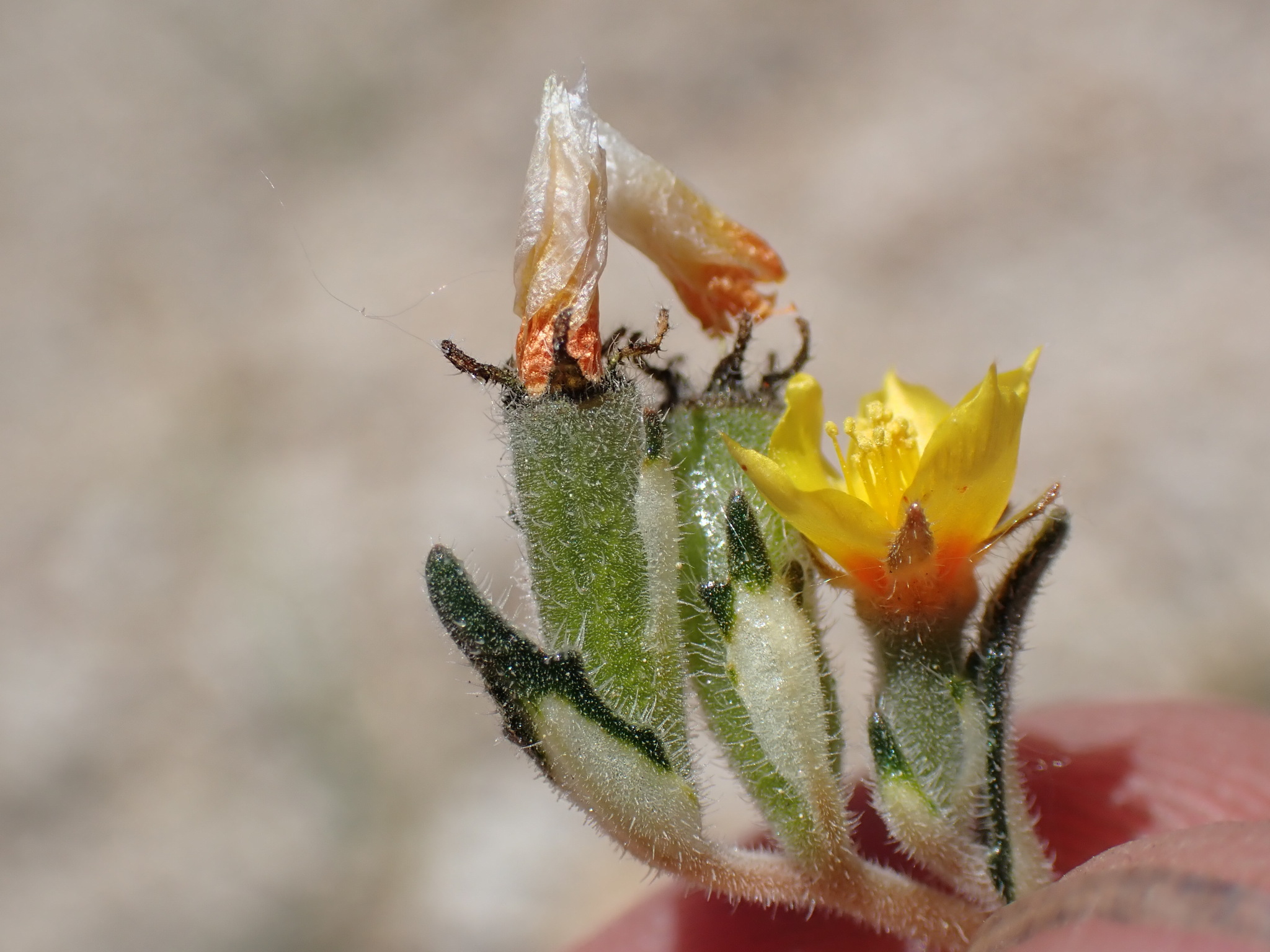 Mentzelia montana