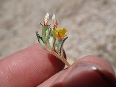 Mentzelia montana