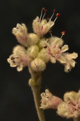 Eriogonum pendulum