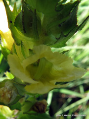 Alectra sessiliflora sessiliflora