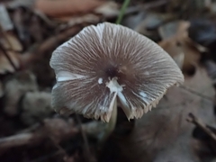 Pluteus deceptivus