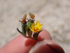Mentzelia montana